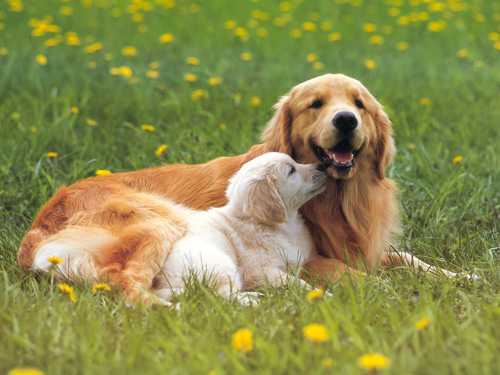 狗身上有螨虫的症状 家庭环境要消毒