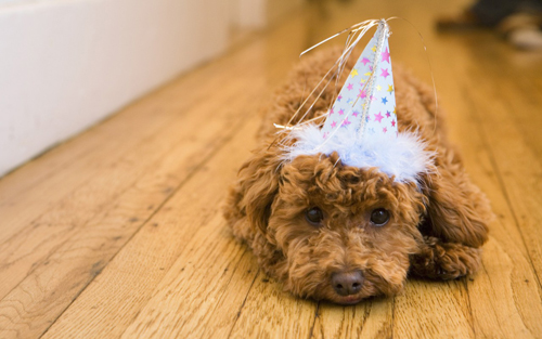 怎么领养狗狗 十来条条件需符合