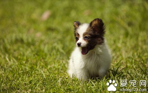 狗狗感冒吃什么  千万不可掉以轻心