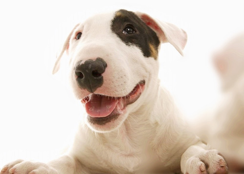 狗狗每天吃几千克饭 喂食要定量定时