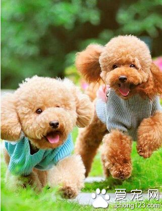  训练狗狗拉屎 主人应该积极地引导的方式训练