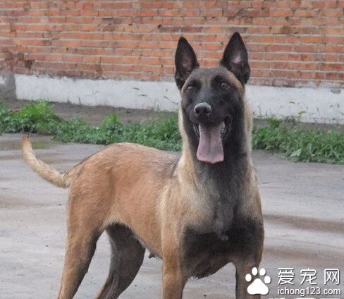 比利时玛利诺犬怎么选 时间也对挑选幼犬有所影响