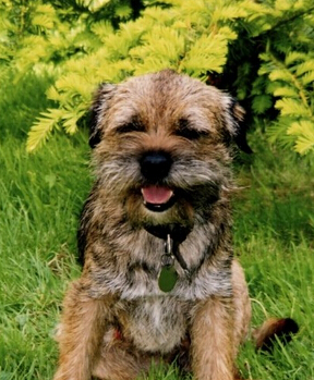 边境梗怎么选 健康是最基本的要求