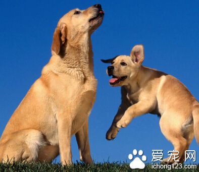 狗狗什么时候可以训练 从较简单的训练开始