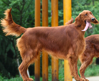 爱尔兰雪达犬怎么选 要留意它的骨骼是否匀称