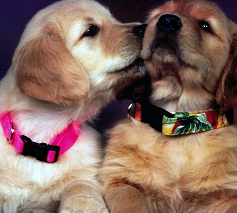  适合家养宠物 选择了就不能随意抛弃