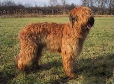 伯瑞犬好养吗 细心养护加上足够耐心