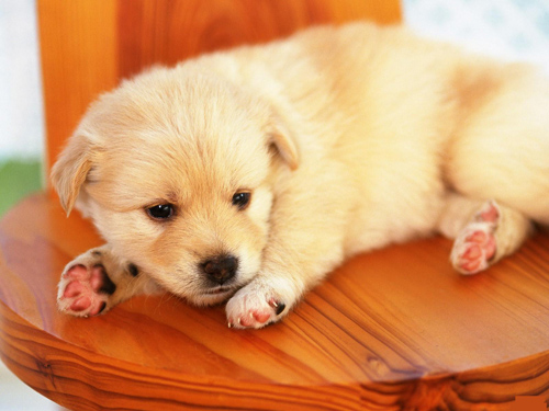 狗狗骨折了吃什么 紧急救护很重要