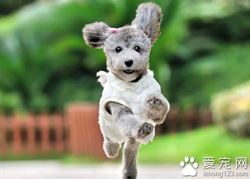 狗狗什么时候训练最好  幼犬时训练是最好时机