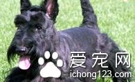  苏格兰梗的喂食要点 骨子里有一股倔强的劲