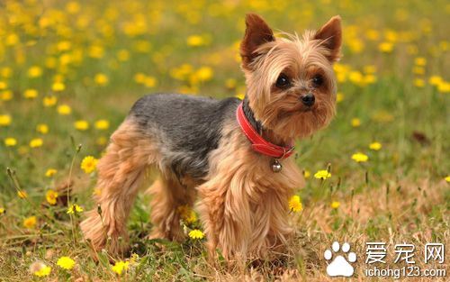 最适合家庭养的狗 五种适合家庭饲养的狗狗