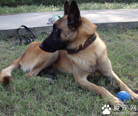 比利时玛利诺犬好养吗 幼犬需要主人细心照料