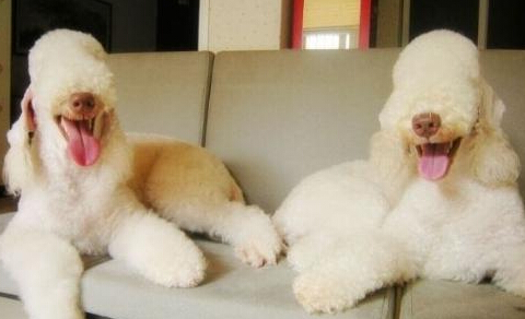 贝灵顿梗怎么选 它的毛发分两种