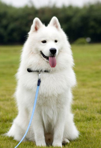 狗狗每天吃几顿    最好控制在两顿左右