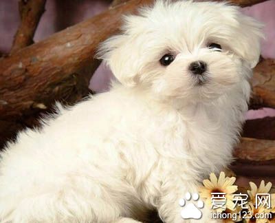 狗狗贫血吃什么 首先要从饮食方面着手