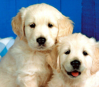  比较适合家养的狗 要选择宜养犬类