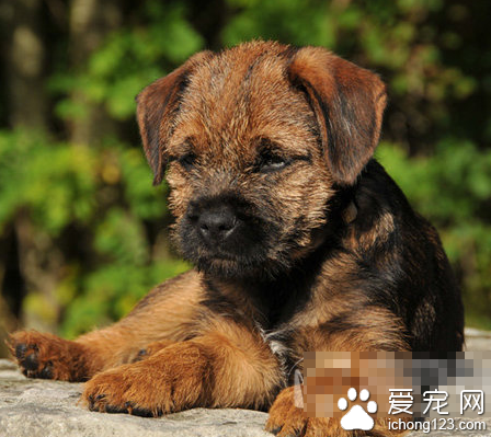 边境梗掉毛吗 它们不存在换毛周期