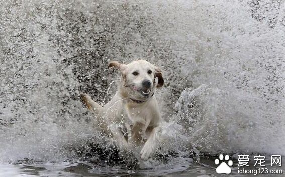 曾经怕水的拉布拉多 现如今是冲浪高手