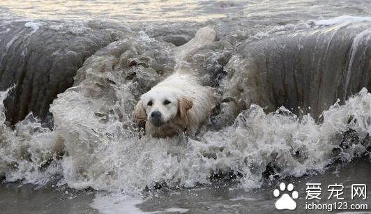 曾经怕水的拉布拉多 现如今是冲浪高手