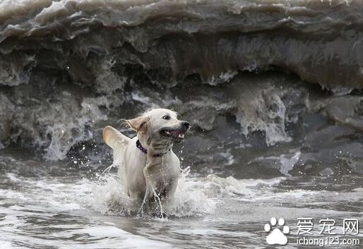 曾经怕水的拉布拉多 现如今是冲浪高手