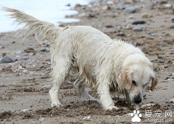曾经怕水的拉布拉多 现如今是冲浪高手