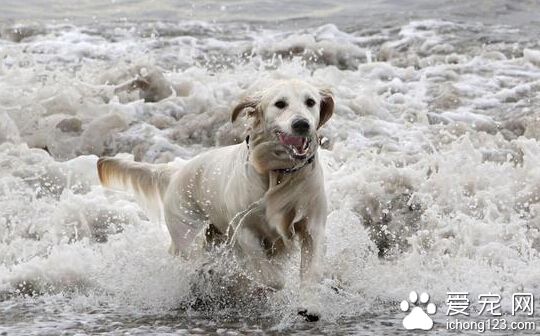 曾经怕水的拉布拉多 现如今是冲浪高手
