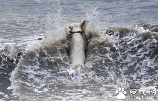 曾经怕水的拉布拉多 现如今是冲浪高手