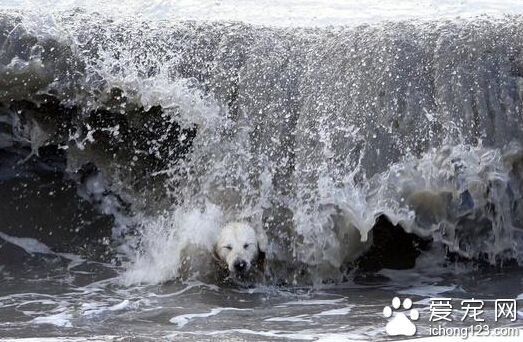 曾经怕水的拉布拉多 现如今是冲浪高手