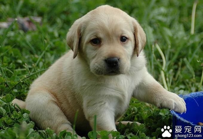 美国一只拉布拉多竟然对人类皮屑过敏