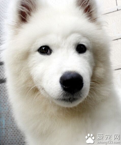 两只萨摩耶掉入冰窟窿 一只冻死一只幸存