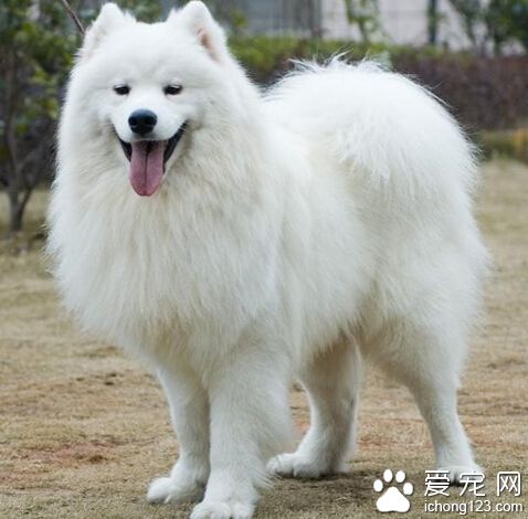 七千元买萨摩耶犬 怎料是一只白狐