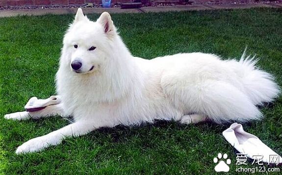 萨摩耶患怪癖吞丁字裤 险些丧命