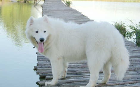 萨摩耶犬“出卖”主人 肇事逃逸者存侥幸心理