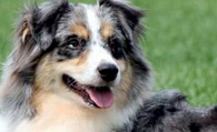 澳洲牧羊犬好养吗 健壮好饲养不娇贵