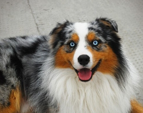 澳洲牧羊犬的喂食要点 犬不要喂得太饱