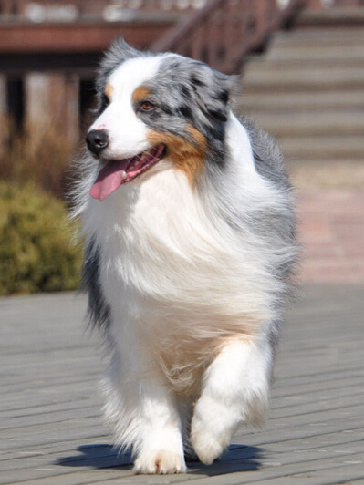 澳洲牧羊犬的养护常识 灰尘和异物进入患眼病