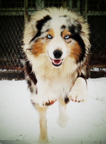 澳洲牧羊犬好养吗 健壮好饲养不娇贵