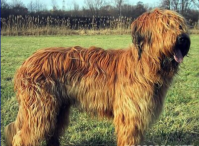 伯瑞犬掉毛吗 伯瑞犬有双层毛