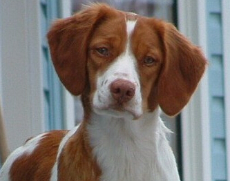 不列塔尼猎犬价格 有血统的价格更高