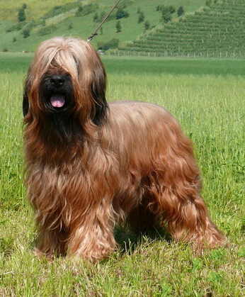 伯瑞犬有什么缺点 不容易与别的犬相处