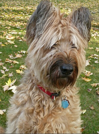 伯瑞犬吃什么狗粮好　考虑伯瑞犬的生长阶段