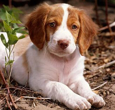 不列塔尼猎犬哪里卖 黑色被毛属于失格