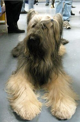 伯瑞犬的训练方法 让狗习惯和陌生人接触