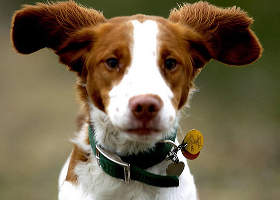 不列塔尼猎犬的喂食要点 并非纯吃肉动物