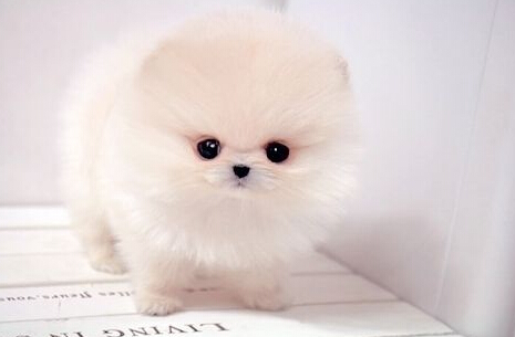 宠物狗训练大小便 年纪大的狗狗比较难训练