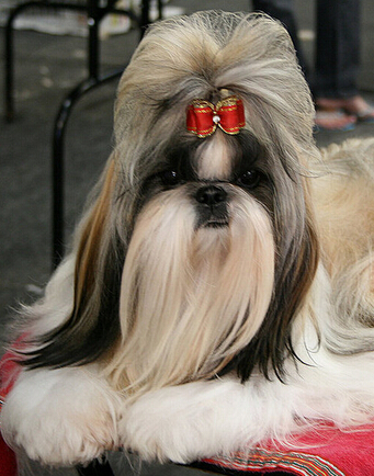 狗狗几个月可以训练 幼犬记忆能力强模仿能力强