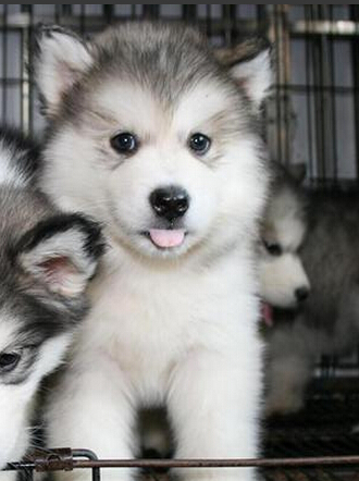 狗狗脱敏训练 狗狗太敏感精神压力大