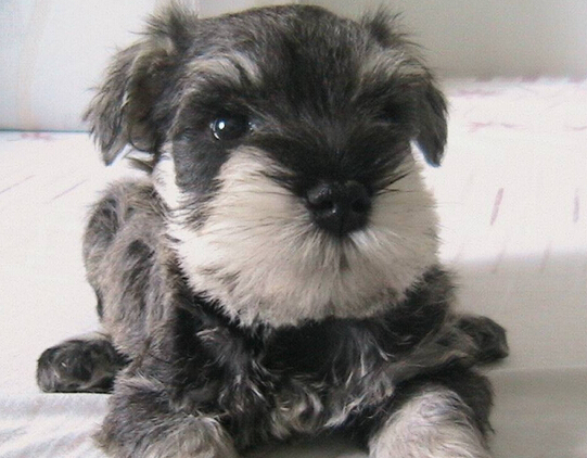 狗身上有癣用什么药 接触过的衣物也要消毒