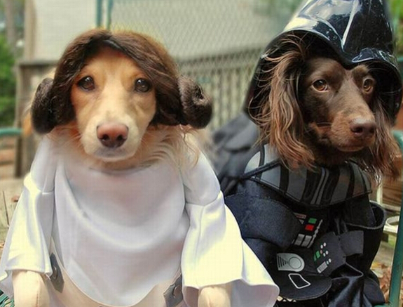 14斤的狗每天吃多少 成年犬食量在体重的4%