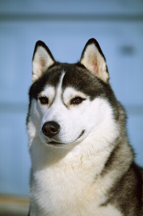 狗身上有跳蚤吗 不断的抓同一个地方是有跳蚤了